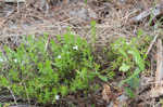 Rough hedge hyssop